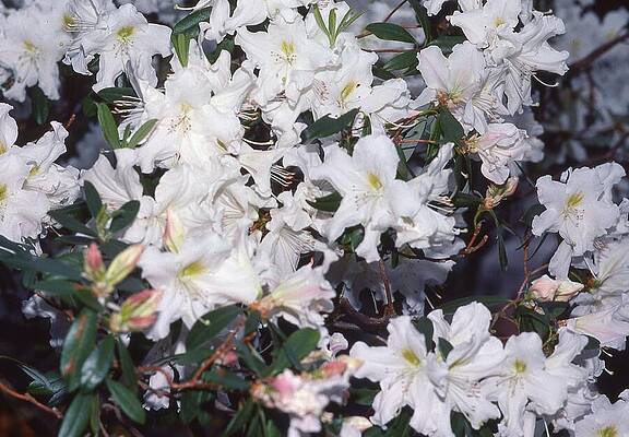 Wall Art - Photograph - White rhododendron flowers by Lawrence Christopher