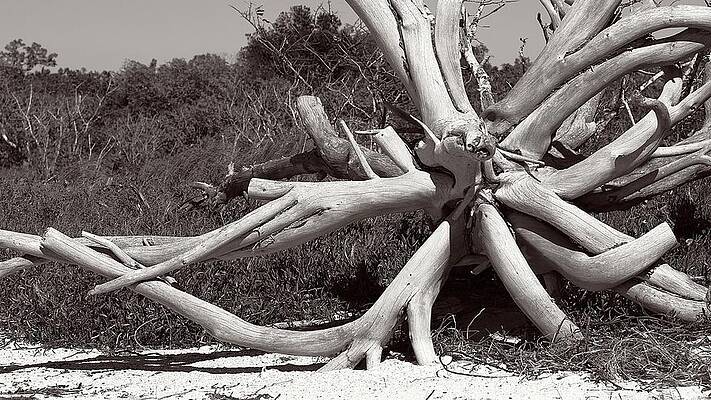 White Sable Tree by Paul Rebmann White Sable Tree by Paul Rebmann