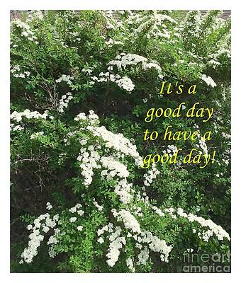White Spirea in Bloom by Barbara Griffin White Spirea in Bloom by Barbara Griffin