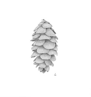 Wall Art - Drawing - White Spruce Cone by Ann Brantingham