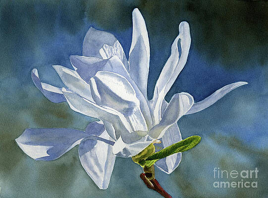 Magnolia Tree Paintings Fine Art America