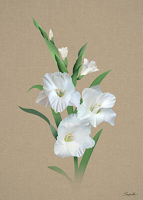 White Sword Lily by Spadecaller White Sword Lily by Spadecaller
