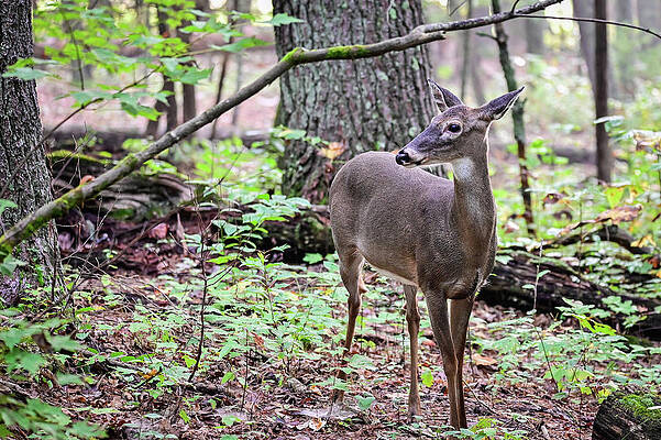 Whitetail among the hardwoods by Ed Stokes Whitetail among the hardwoods by Ed Stokes