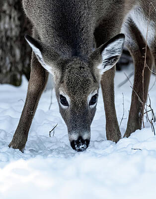 Whitetail Doe by Michael Chatt Whitetail Doe by Michael Chatt