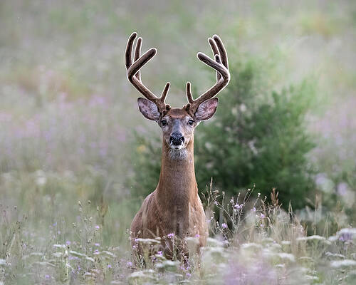 Wall Art - Photograph - Whitetail Dreams by James Overesch