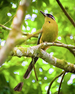 Amazonian Motmot La Resevera San Juan de Arama Meta Colombia by Adam Rainoff Amazonian Motmot La Resevera San Juan de Arama Meta Colombia by Adam Rainoff