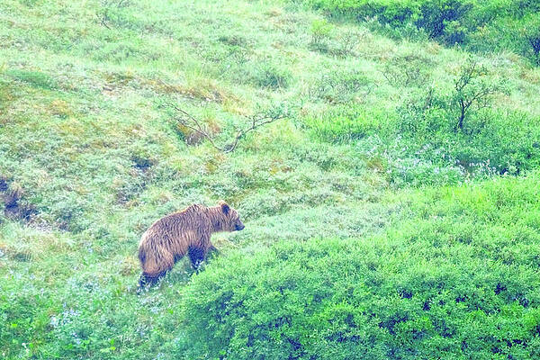  Photograph - Wild Bear by David Jenkinson