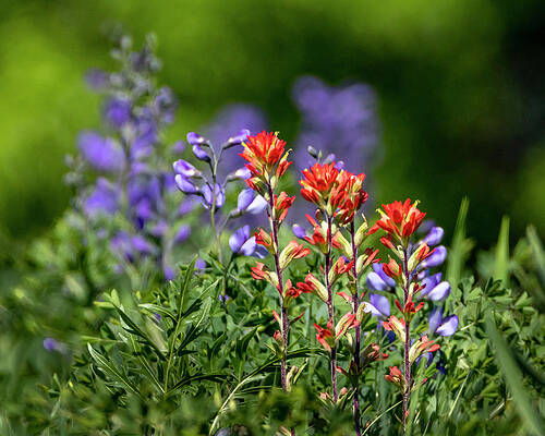 Wild Blue Indigo and Indian Paint Brush by Harold Rau Wild Blue Indigo and Indian Paint Brush by Harold Rau