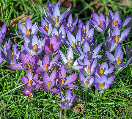 Wild Crocus or Species Crocus or Snow Crocus DFL1107 by Gerry Gantt Wild Crocus or Species Crocus or Snow Crocus DFL1107 by Gerry Gantt