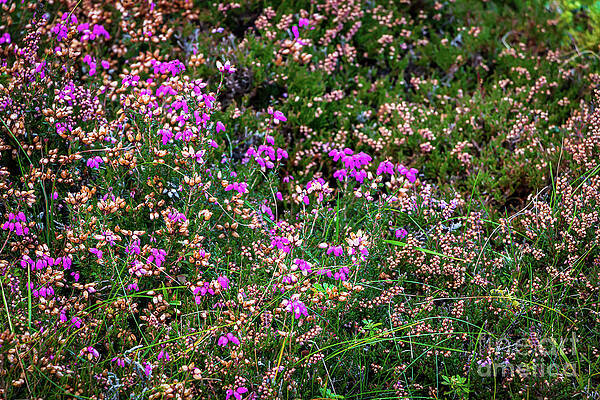 Wild Heather on Isle of Skye by Elizabeth Dow Wild Heather on Isle of Skye by Elizabeth Dow