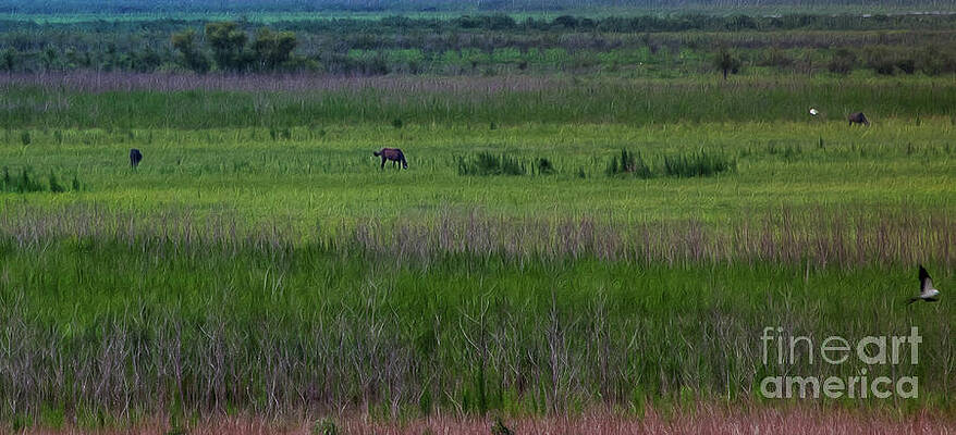 Wild Horses on the Prairie by Patti Powers Wild Horses on the Prairie by Patti Powers