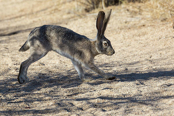 Wall Art - Photograph - Wild Jackrabbit in Joshua Tree by Patrick Barron