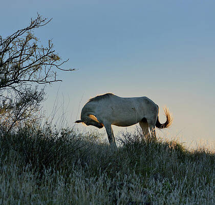 Wild Stallion Aglow by Barbara Sophia Travels Wild Stallion Aglow by Barbara Sophia Travels