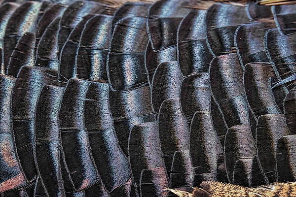 Wild Turkey Gobbler Back Feather Abstract by Dale Kauzlaric Wild Turkey Gobbler Back Feather Abstract by Dale Kauzlaric