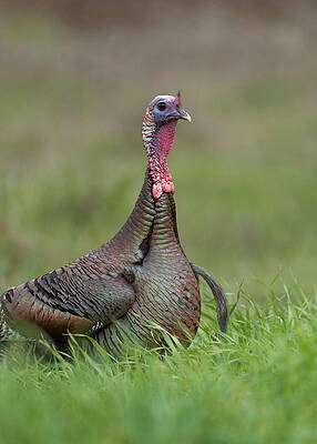 Wild Turkey, Sacramento County California by Doug Herr Wild Turkey, Sacramento County California by Doug Herr