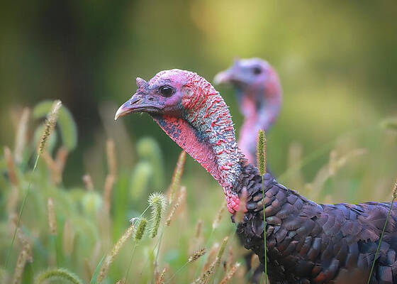 Wildlife Photograph - Wild Turkeys by Dan Sproul