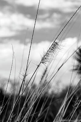 Wall Art - Photograph - Wild Wheat In The Clouds-001-M by David Allen Pierson