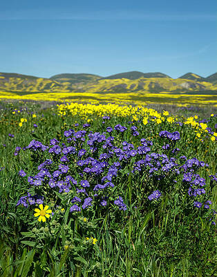Wildflowers in Complementary Colors2 by Lindsay Thomson Wildflowers in Complementary Colors2 by Lindsay Thomson