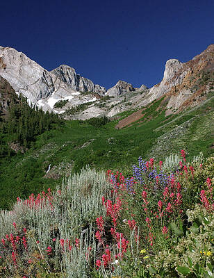 Wall Art - Photograph - Wildflowers on Mcgee Creek, Mammoth Lakes by Bonnie Colgan