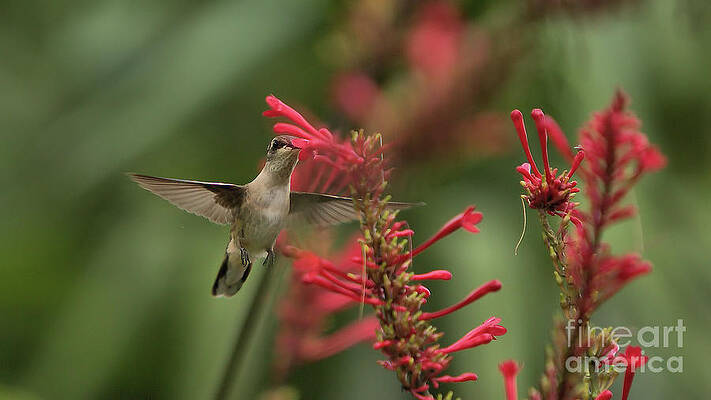 Wildlife_Hummingbird_IMGL8223 -1 by Randy Matthews Wildlife_Hummingbird_IMGL8223 -1 by Randy Matthews