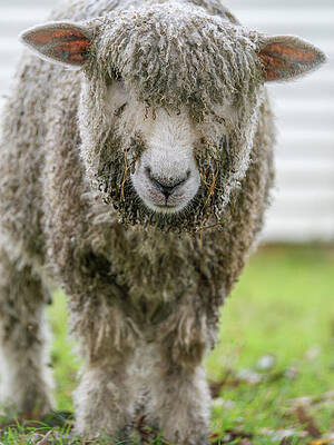 Wall Art - Photograph - Williamsburg Sheep with Curly Wool by Rachel Morrison