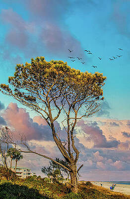 Windblown Pine Tree by Ocean by Darryl Brooks Windblown Pine Tree by Ocean by Darryl Brooks