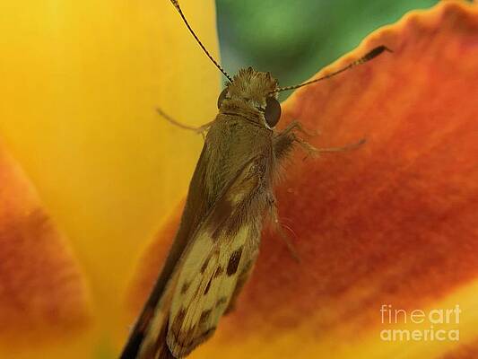 Wall Art - Photograph - Window Lookout by Catherine Wilson