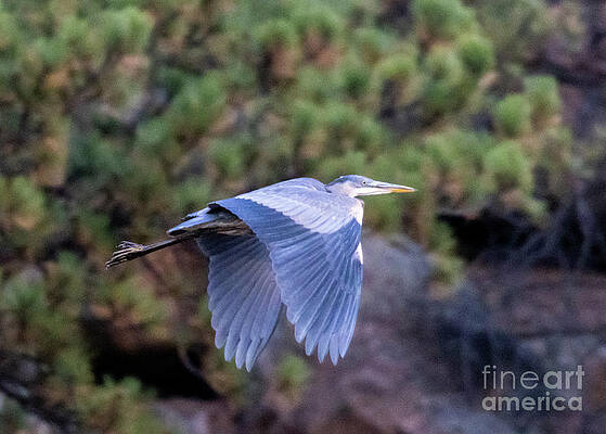 Wings Down Great Blue Heron by Steven Krull Wings Down Great Blue Heron by Steven Krull