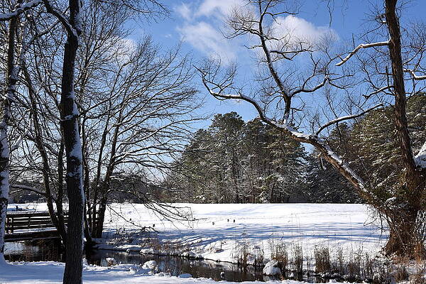Winter 35 by Joyce StJames Winter 35 by Joyce StJames