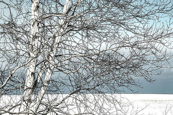 Wall Art - Photograph - Winter Birch by Vi Ray