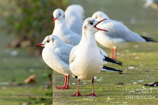 Winter black headed gulls beak open by Simon Bratt Photography LRPS Winter black headed gulls beak open by Simon Bratt Photography LRPS