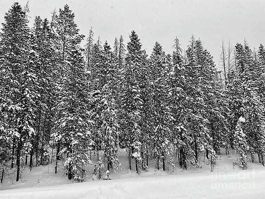 Winter by Dennis Richardson Winter by Dennis Richardson