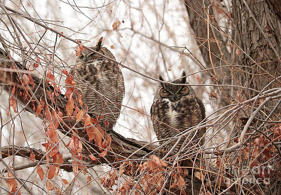 Winter Great Horned Owls by Carol Groenen Winter Great Horned Owls by Carol Groenen
