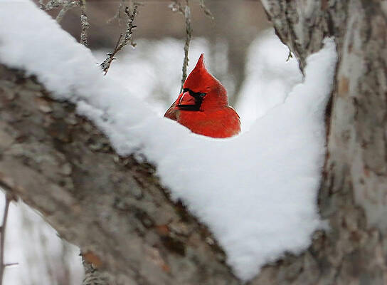 Winter Perch by Michael Friedman Winter Perch by Michael Friedman