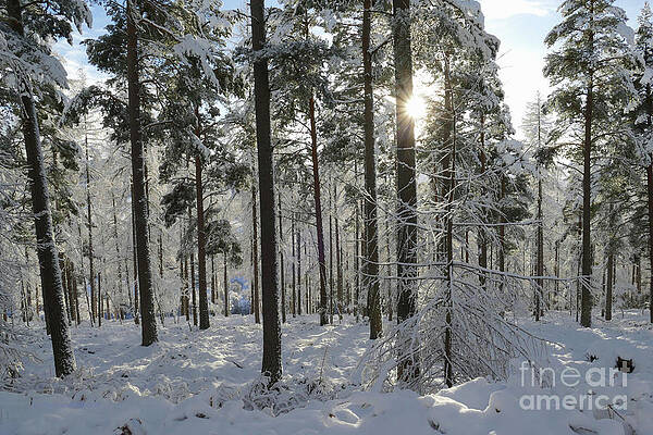 Winter Sun in the Forest by Phil Banks Winter Sun in the Forest by Phil Banks