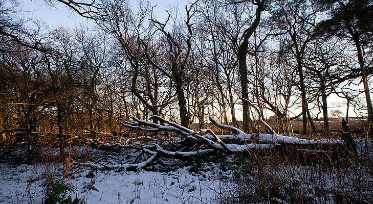 Winter the Beautiful by Elena Perelman Winter the Beautiful by Elena Perelman