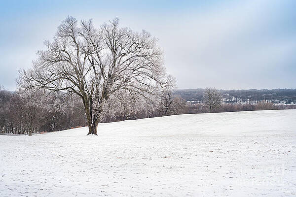 Wall Art - Photograph - Winter Tree by Jennifer White