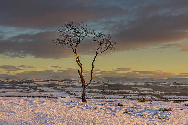 Winter Tree Last Light by Mike Clark Winter Tree Last Light by Mike Clark