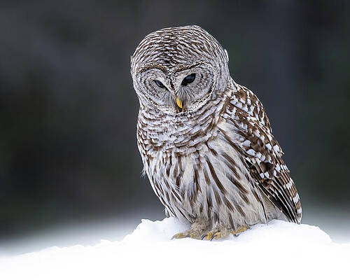 Wall Art - Photograph - Winter Whispers by James Overesch