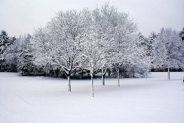 Wall Art - Photograph - Winter Wonderland by Deb Beausoleil