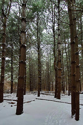 Winter Woods by Eileen Bradfield Winter Woods by Eileen Bradfield