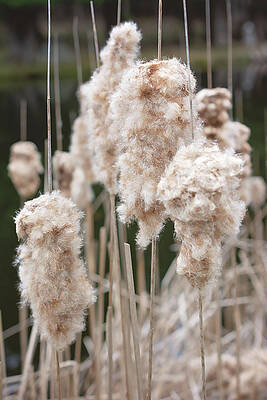 Wintered Cattail Print by Gwen Gibson Wintered Cattail Print by Gwen Gibson