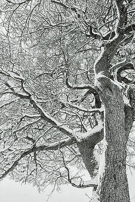 Wintry Tree by Peter Harris
