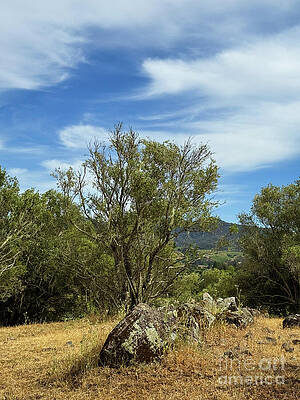 Wall Art - Photograph - Wispy Clouds by Leslie Brashear