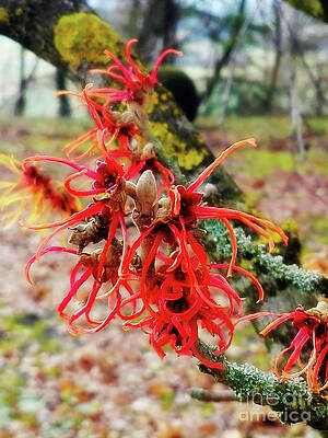 Witch Hazel by Mimulux patricia No Witch Hazel by Mimulux patricia No