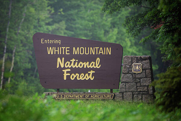WMNF Summer Sign by Chris Whiton WMNF Summer Sign by Chris Whiton