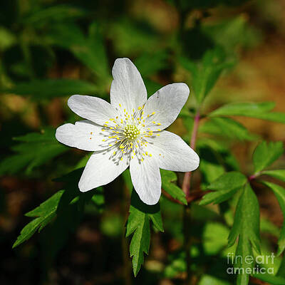 Wood anemone flower by James Brunker Wood anemone flower by James Brunker