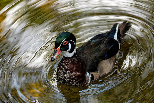 Wood Duck by Colin Hocking Wood Duck by Colin Hocking