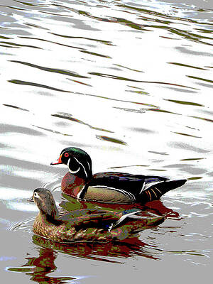 Wood duck by Francine Rondeau Wood duck by Francine Rondeau