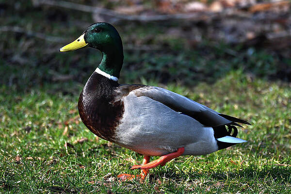 WOOD DUCK by Jeffrey PERKINS WOOD DUCK by Jeffrey PERKINS